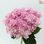 Hydrangea Sharp Petals - Pink (Per Stem)