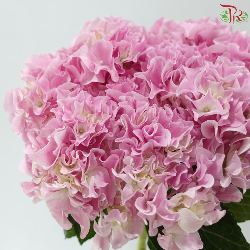 Hydrangea Sharp Petals - Pink (Per Stem)