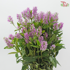 Hebe Subalpina - Lilac Pink (Per Bunch)