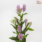 Hebe Subalpina - Lilac Pink (Per Bunch)