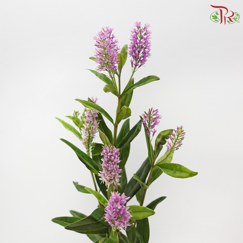 Hebe Subalpina - Lilac Pink (Per Bunch)