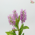 Hebe Subalpina - Lilac Pink (Per Bunch)