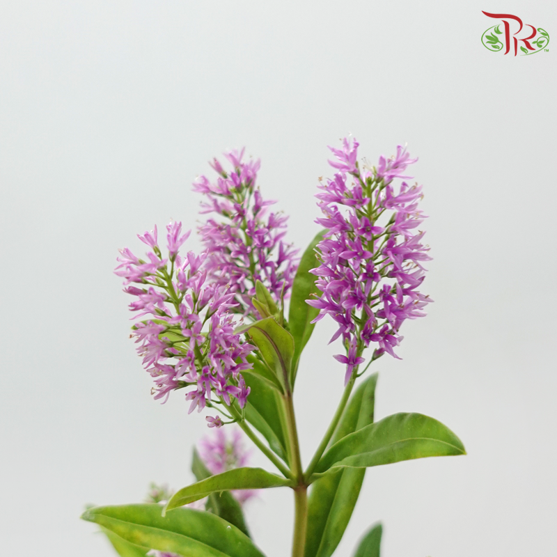 Hebe Subalpina - Lilac Pink (Per Bunch)