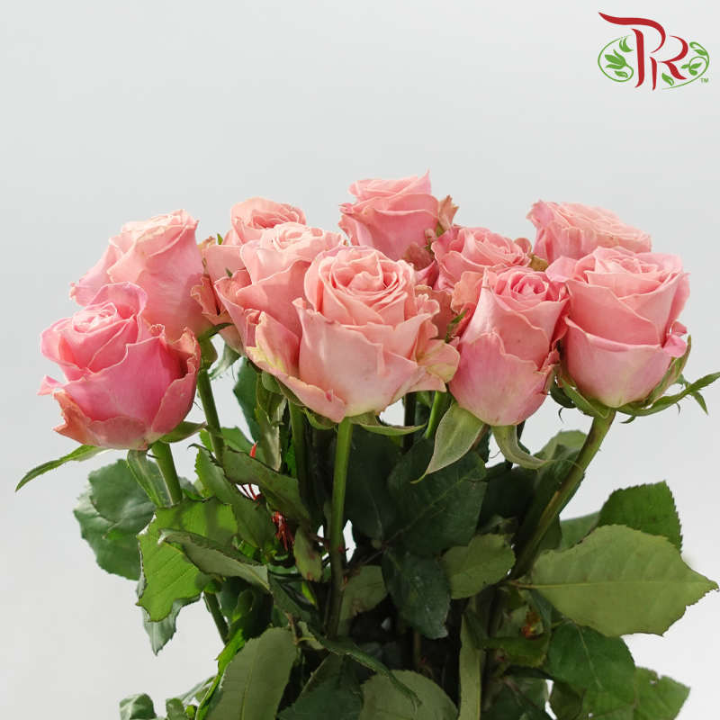 Rose - Hector Mosha Pink (10 Stems)