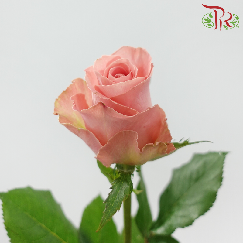 Rose - Hector Mosha Pink (10 Stems)