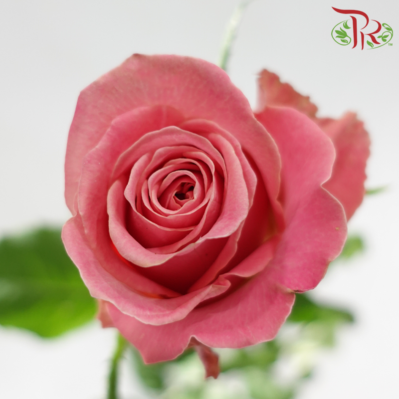 Rose - Hector Mosha Pink (10 Stems)