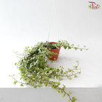 Ivy Plant P150 F02《常春藤》