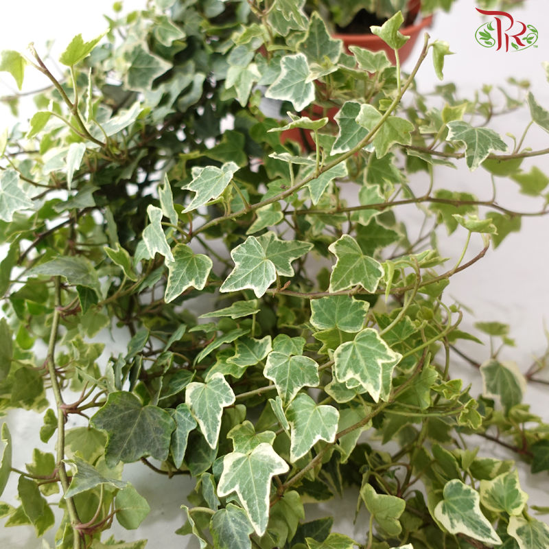 Ivy Plant P150 F02《常春藤》