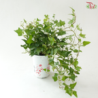 Hedera Ivy Green P120《常春藤》