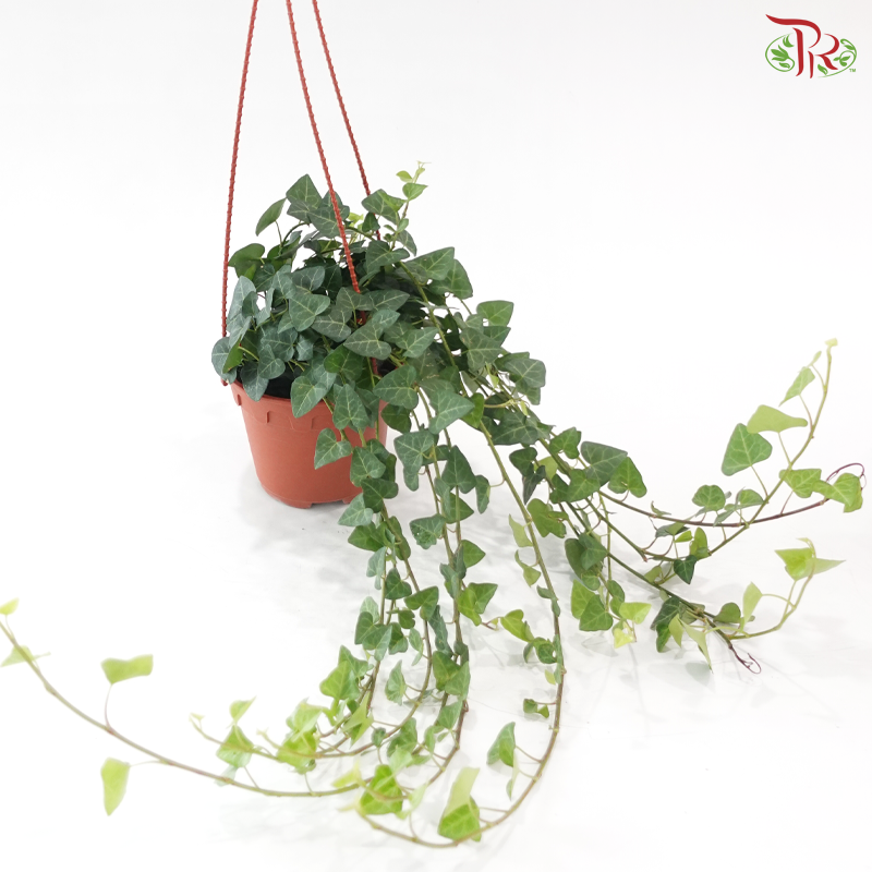 Hedera Ivy Plant P140 JH《常春藤》