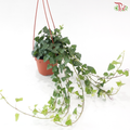 Hedera Ivy Plant P140 JH《常春藤》