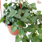 Hedera Ivy Plant P140 JH《常春藤》
