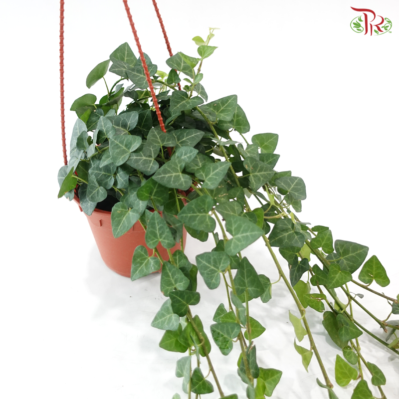Hedera Ivy Plant P140 JH《常春藤》