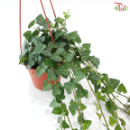 Hedera Ivy Plant P140 JH《常春藤》