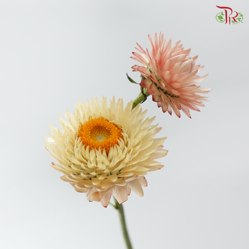 Helichrysum - Champagne (Per Bunch)