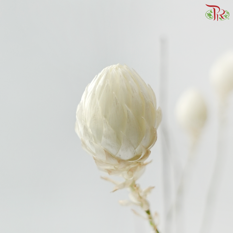Helichrysum - White (Per Bunch)