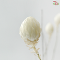 Helichrysum - White (Per Bunch)