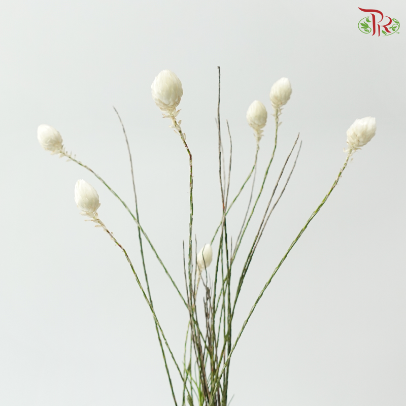 Helichrysum - White (Per Bunch)