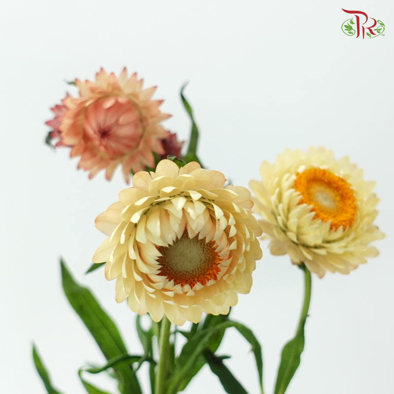Helichrysum - Champagne (Per Bunch)