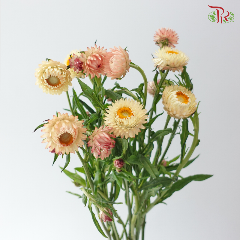 Helichrysum - Champagne (Per Bunch)