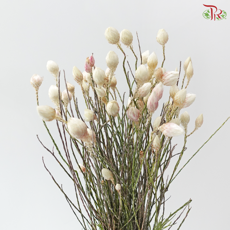Helichrysum - White (Per Bunch)