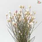 Helichrysum - White (Per Bunch)
