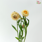 Helichrysum - Champagne (Per Bunch)