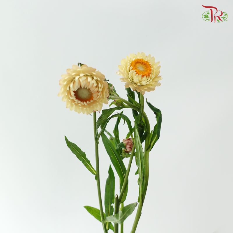 Helichrysum - Champagne (Per Bunch)