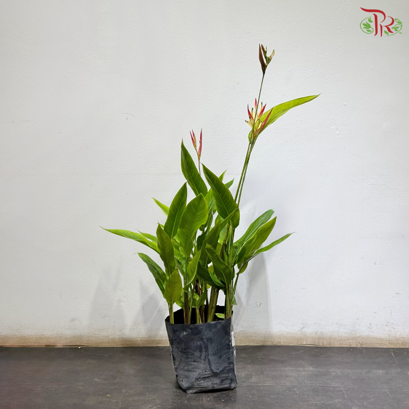 Heliconia Lady Diana 100-110CM 红鸟蕉