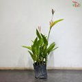 Heliconia Lady Diana 100-110CM 红鸟蕉