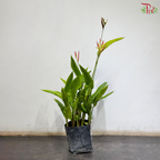 Heliconia Lady Diana 100-110CM 红鸟蕉