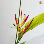 Heliconia Lady Diana 100-110CM 红鸟蕉