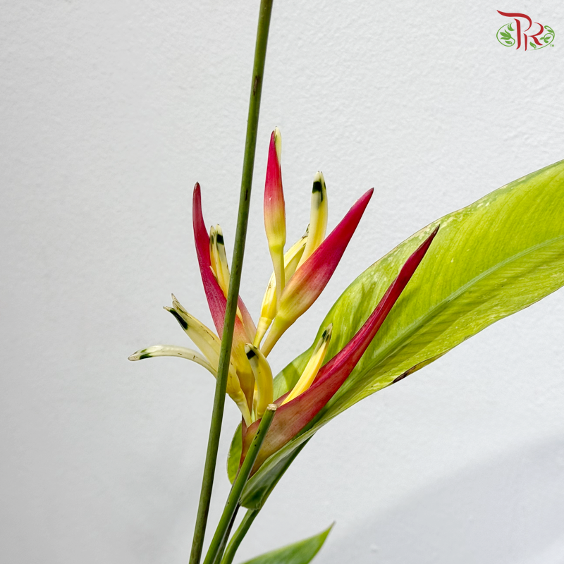 Heliconia Lady Diana 100-110CM 红鸟蕉