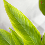 Heliconia Lady Diana 100-110CM 红鸟蕉