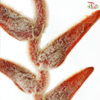 Heliconia She Kong (Per Stem)