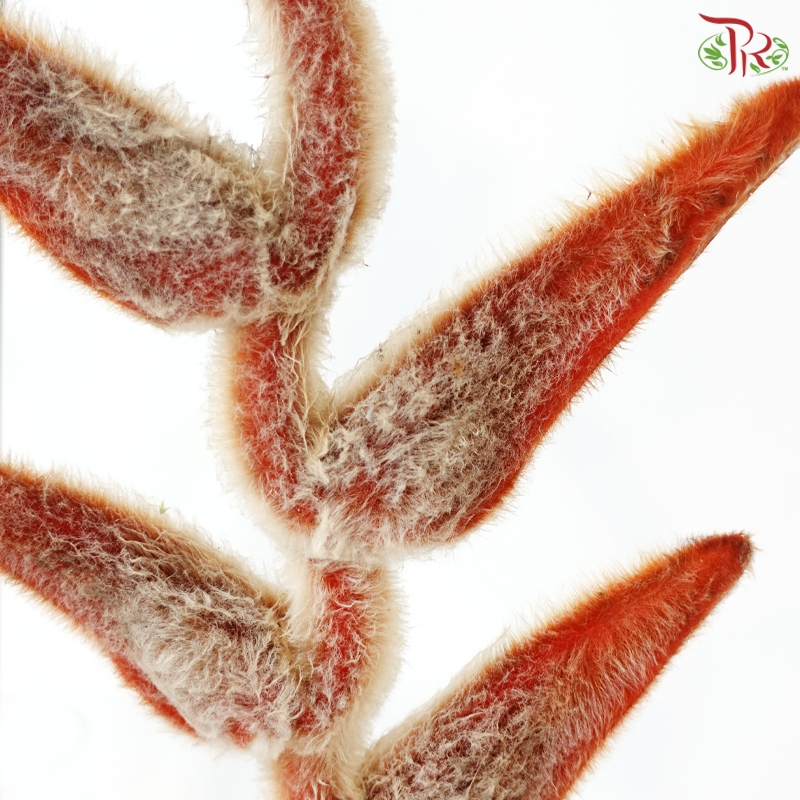 Heliconia She Kong (Per Stem)