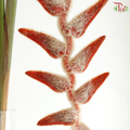 Heliconia She Kong (Per Stem)