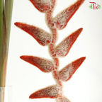 Heliconia She Kong (Per Stem)