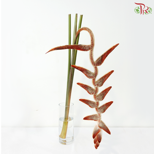 Heliconia She Kong (Per Stem)