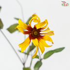Heliopsis Helianthoides - Bicolour Yellow & Red (5 Stems)