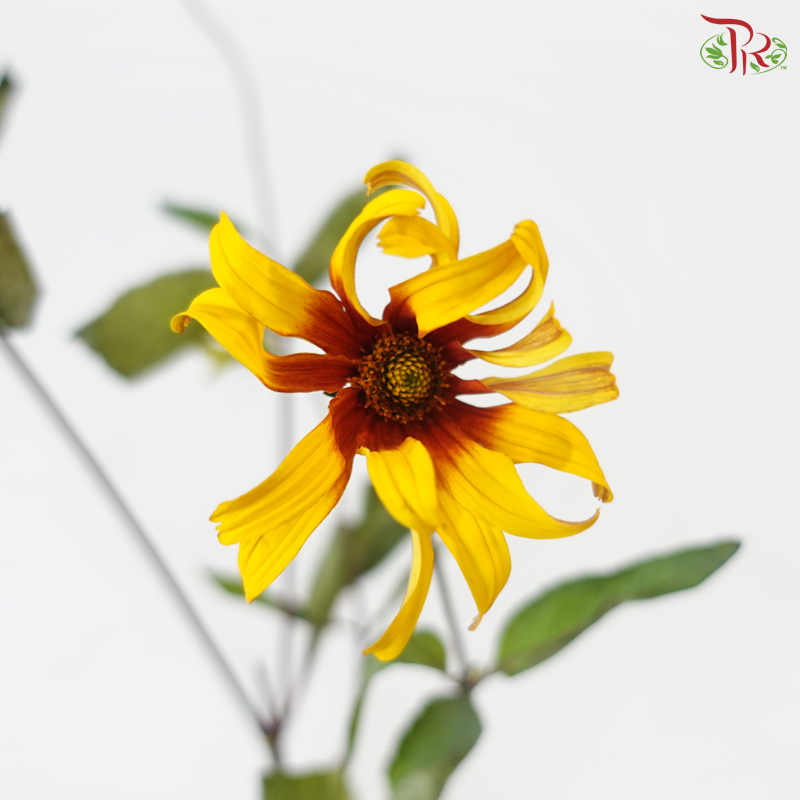 Heliopsis Helianthoides - Bicolour Yellow & Red (5 Stems)