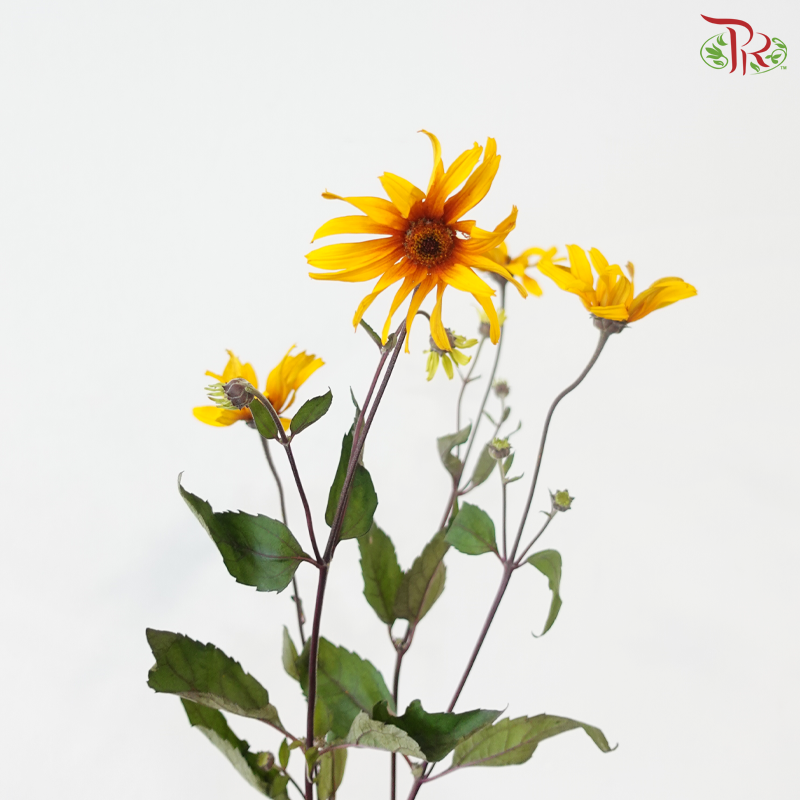 Heliopsis Helianthoides - Bicolour Yellow & Red (5 Stems)