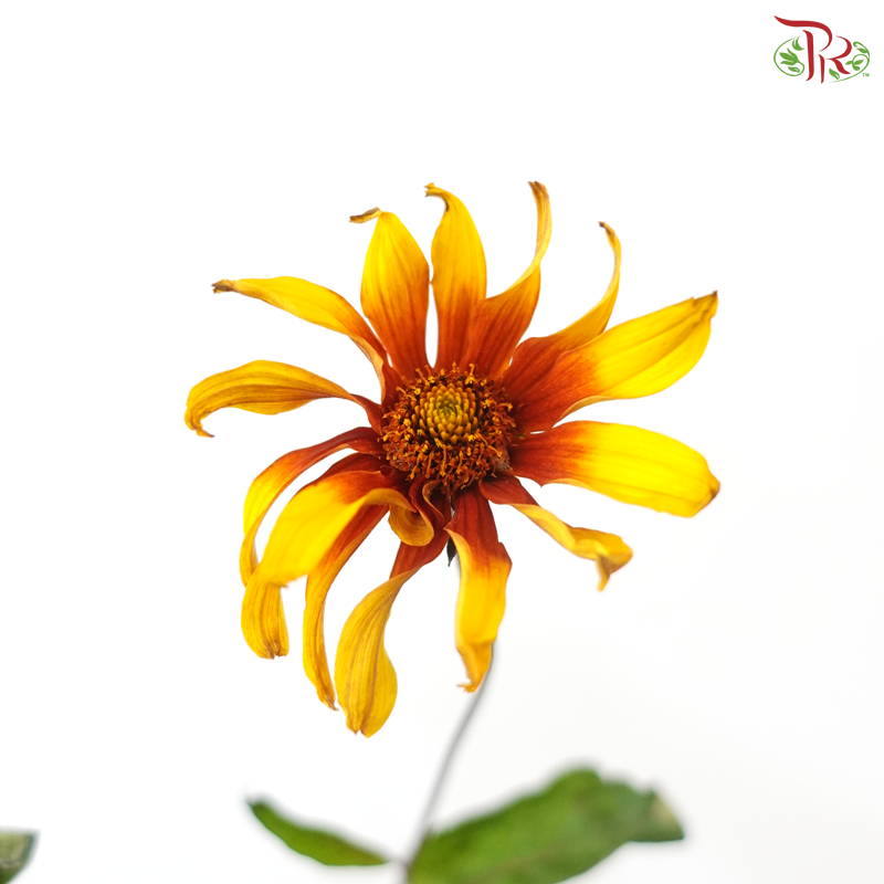 Heliopsis Helianthoides - Bicolour Yellow & Red (5 Stems)
