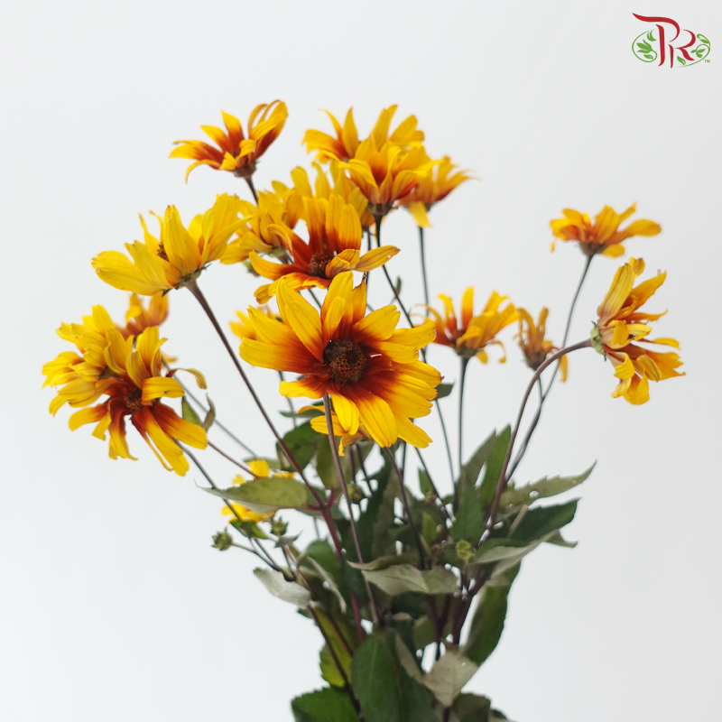 Heliopsis Helianthoides - Bicolour Yellow & Red (5 Stems)