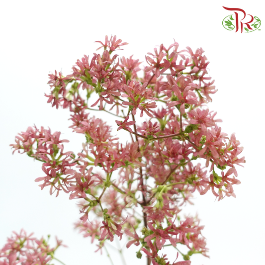 Heptacodium Miconioides - Pink (2 Stems)