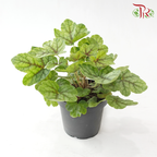 Heuchera Asst P140《矾根》（Random Choose Color)