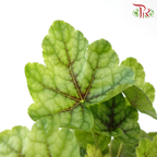 Heuchera Asst P140《矾根》（Random Choose Color)