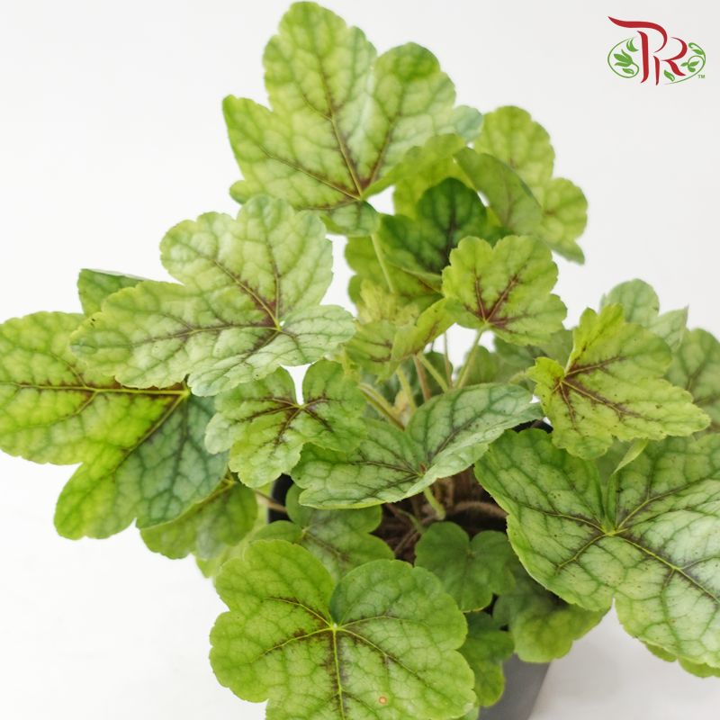 Heuchera Asst P140《矾根》（Random Choose Color)