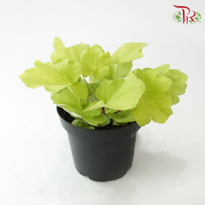 Heuchera Asst P140《矾根》（Random Choose Color)
