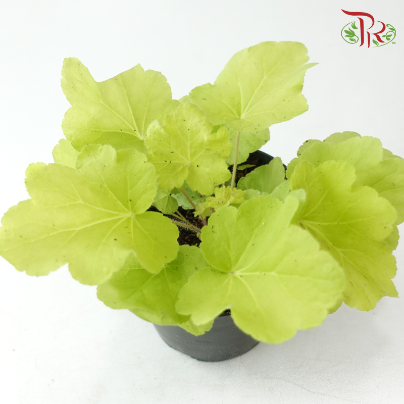 Heuchera Asst P140《矾根》（Random Choose Color)